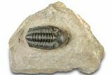 Reedops Trilobite - Atchana, Morocco #312335-3